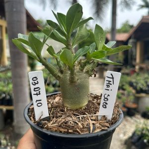 0307 10 Arabicum Thai soco F3