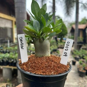 0307 09 Arabicum Drakon F3