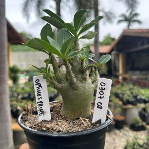 0307 08 Arabicum Optimus Prime F3