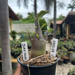 0307 07 Arabicum Black Zombie F3