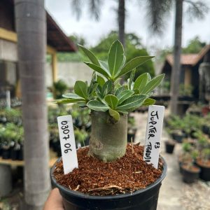 0307 06 Arabicum Jupiter Tigrada F3