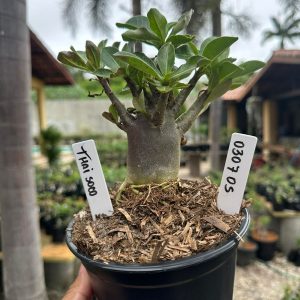 0307 05 Arabicum Thai soco F3