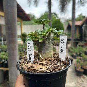 0307 04 Arabicum Urus Black F3