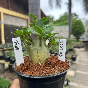 0307 03 Arabicum Tank F3