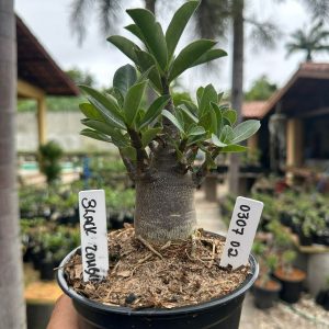 0307 02 Arabicum Black Zombie F3