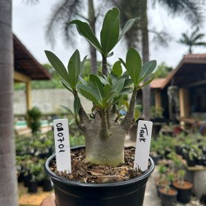 0307 01 Arabicum Tank F3
