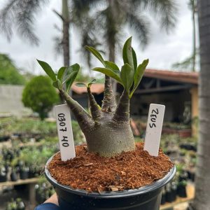 0307 40 Arabicum Zeus F3