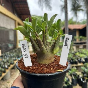 0307 39 Arabicum Groot F3
