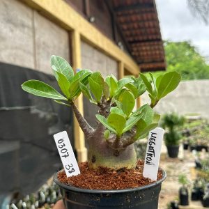 0307 38 Arabicum Megatron F3