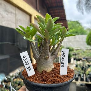 0307 37 Arabicum Megazord F3