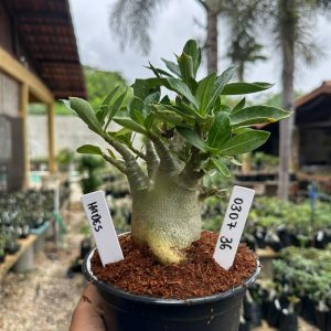 0307 36 Arabicum Hades F3