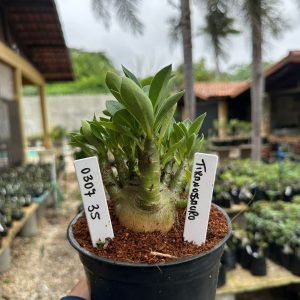 0307 35 Arabicum Tiranossauro F3