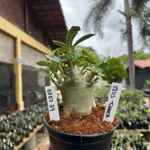 0307 34 Arabicum Zeus Tigrada F3