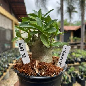 0307 33 Arabicum Espinossauro F3