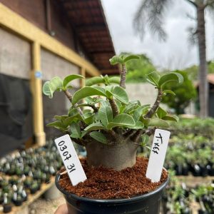 0307 31 Arabicum T-Rex F3