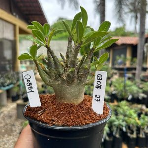 0307 27 Arabicum Dobby F3
