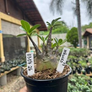0307 26 Arabicum Hércules F3