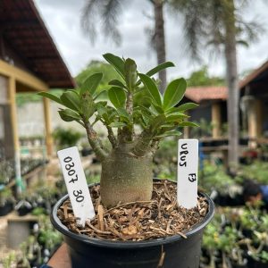0307 30 Arabicum Urus F3