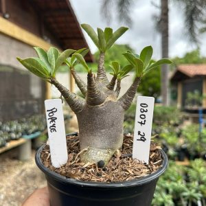 0307 29 Arabicum Popeye F3
