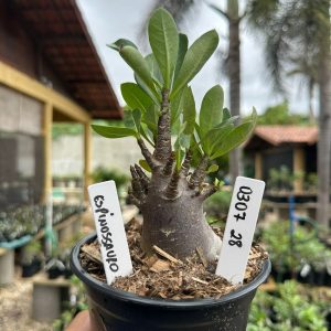 0307 28 Arabicum Espinossauro F3