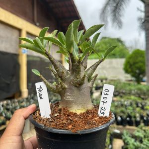 0307 25 Arabicum Tyson F3