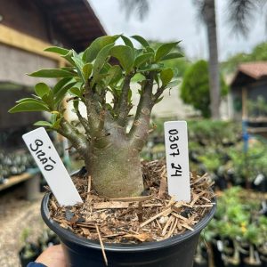 0307 24 Arabicum Bizão F3