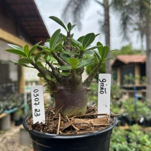 0307 23 Arabicum Bizão F3
