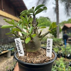 0307 22 Arabicum Triceratops F3