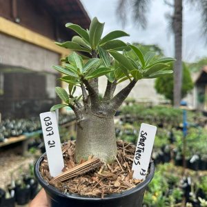 0307 21 Arabicum Spartacus F3