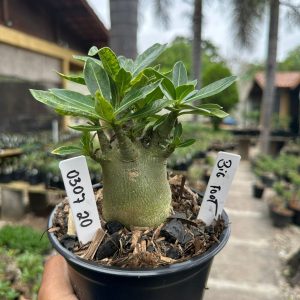 0307 20 Arabicum Big Foot F3