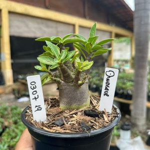 0307 19 Arabicum Dinossaur F3