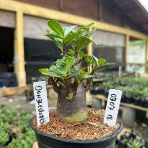 0307 18 Arabicum Dumbledore F3