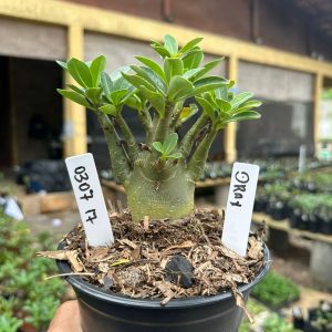 0307 17 Arabicum Drax F3