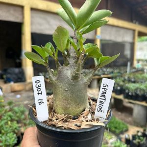 0307 16 Arabicum Spartacus F3