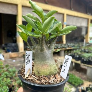0307 14 Arabicum Brutos F3