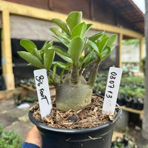 0307 13 Arabicum Big Foot F3