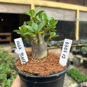 0307 12 Arabicum Black Hulk F3