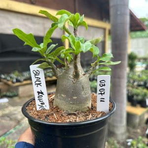 0307 11 Arabicum Black Zombie F3
