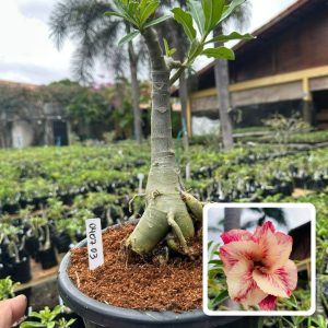 0407 03 Big Caudex Menina Veneno ( Leilão )