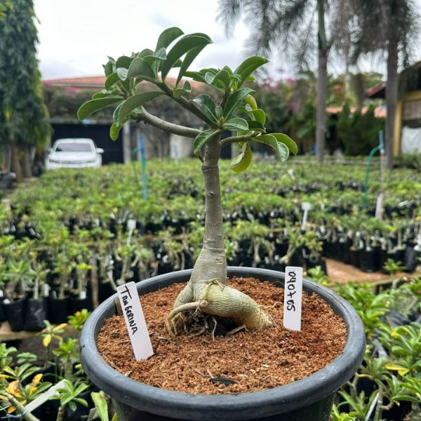 Big Caudex Tangerina ( Leilão )