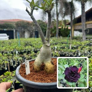 0407 04 Big Caudex Lilac ( Leilão )