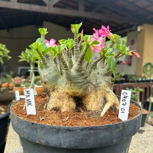 0407 01 Arabicum MK Mk - Adulta