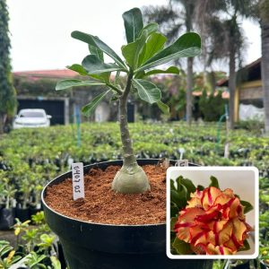 0407 05 Big Caudex Lm 2 ( Leilão )