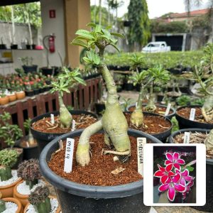 0407 14 Big Caudex Estrelinha
