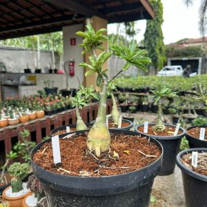 0407 10 Big Caudex Francesinha