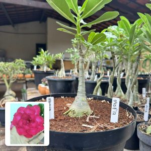 0407 17 Big Caudex Aruana