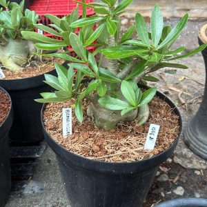 1506 21 Arabicum Braquiossauro - Adulta