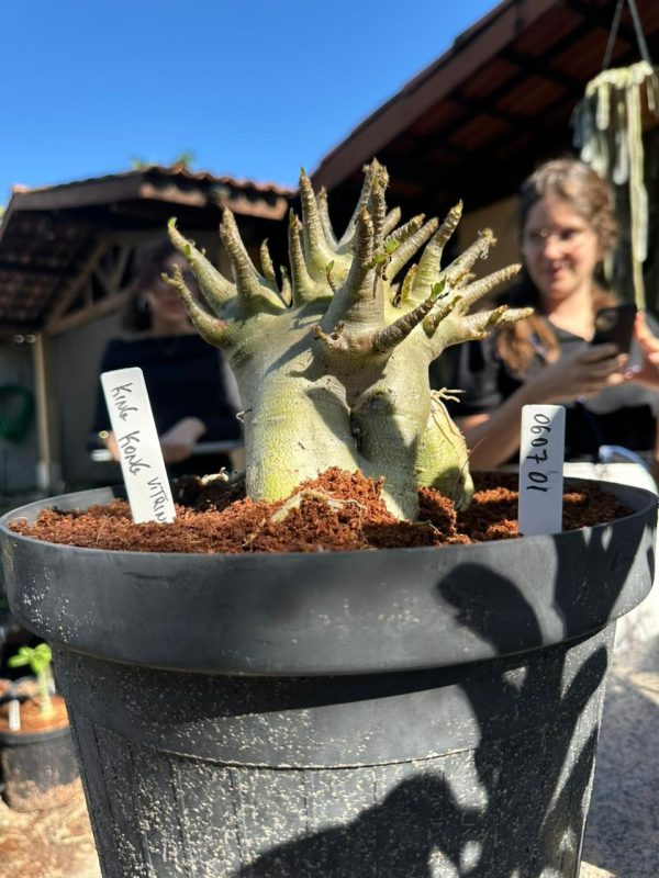 Arabicum King Kong - Adulta