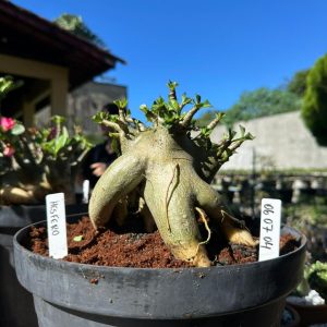 0607 04 Arabicum Fesfero - Adulta