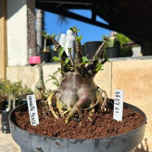 0607 01 Arabicum Mammoth - Adulta